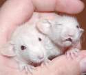 Mice.jpg