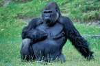 Gorilla.jpg
