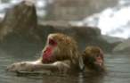 Snow monkeys.jpg