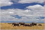 Elephants.jpg
