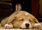 Puppy.jpg
