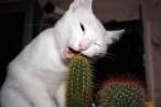 Cactus.jpg
