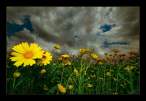 Flower.jpg
