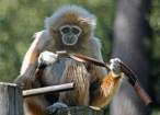 Monkey.jpg
