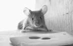 Mouse.jpg