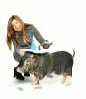 Pet pig.jpg