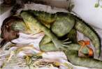 Lizzard.jpg