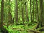Woods.jpg