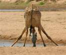 Giraffe.jpg