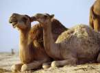 Camel.jpg