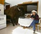 House Trained Buffalo.jpg