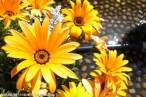 Flowers.jpg