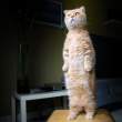 Standing cat.jpg