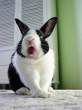 Angry wabbit.jpg