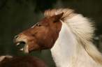 Horse.jpg