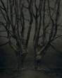 Tree.jpg