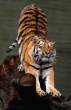 Tiger.jpg