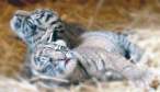 Small Tigers.jpg