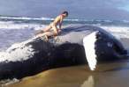 Whale.jpg