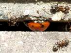 Ants and Ladybug.jpg