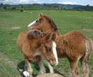 Little Ponys.jpg