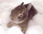 Bunny.jpg