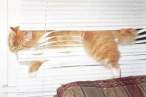 Blind Cat.jpg