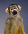 Monkey.jpg