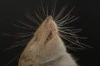 Sniff.jpg