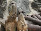 Observers.jpg