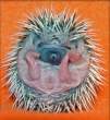 Hedge hog.jpg