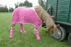 Gay horse.jpg