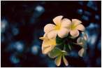 Bloom In The Dark.jpg