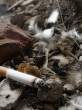 Cigarette.jpg