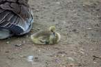 Duck.jpg