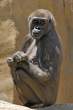 Monkey.jpg