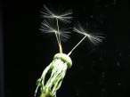 Three Wishes.jpg