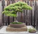 Bonsai_001 (6).jpg
