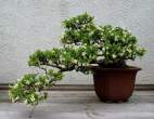Bonsai_001 (8).jpg