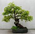 Bonsai_001 (14).jpg