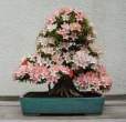 Bonsai_001 (21).jpg