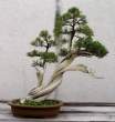 Bonsai_001 (24).jpg