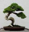 Bonsai_001 (33).jpg