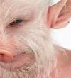 Pig.jpg