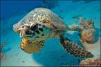 Turtle.jpg