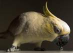 Parrot.jpg