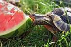 Mellon.jpg