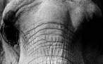 00844elephanteyes2560x1bj6.jpg