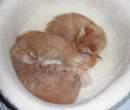 Kitties.jpg
