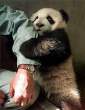 Panda hug.jpg
